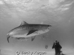 Getting the shot! A beautiful female tiger shark swims by... by Becky Kagan 